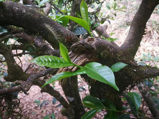 怎么开普洱茶饼（普洱茶饼怎么弄开）